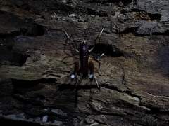 Penalva flavocalceata