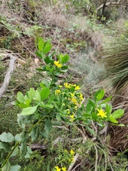 Osteospermum moniliferum moniliferum