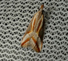 Arotrophora arcuatalis