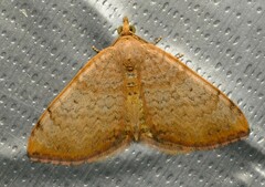 Chrysolarentia mecynata