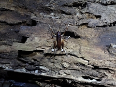 Penalva flavocalceata