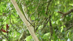 Leptopogon superciliaris