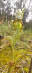 Pterostylis lepida