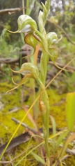 Pterostylis lepida