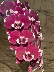 Phalaenopsis