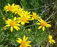 Ericameria linearifolia