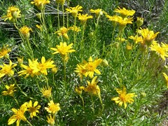 Ericameria linearifolia