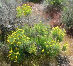 Ericameria linearifolia