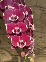 Phalaenopsis