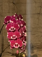 Phalaenopsis