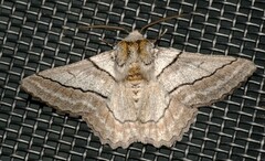 Hypobapta tachyhalotaria