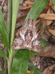 Melipotis jucunda