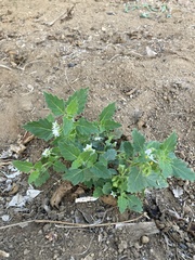 Solanum physalifolium