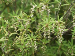 Leucopogon fasciculatus
