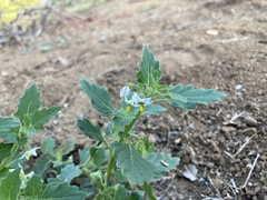 Solanum physalifolium