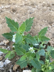 Solanum physalifolium