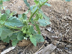 Solanum physalifolium