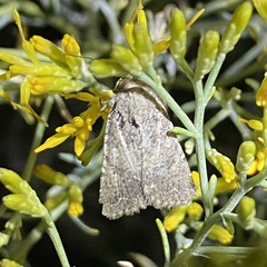 Protorthodes