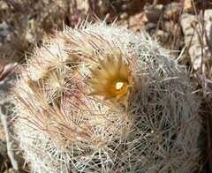Escobaria chlorantha