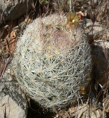 Escobaria chlorantha