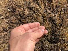 Aristida longespica