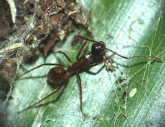 Dendromyrmex