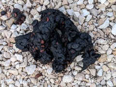 Spilogale gracilis