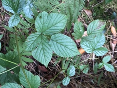 Rubus beamanii