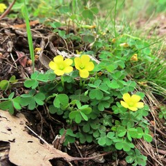 Oxalis perennans