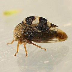 Cyrtolobus tuberosus