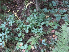 Rubus beamanii
