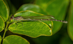 Austroagrion watsoni