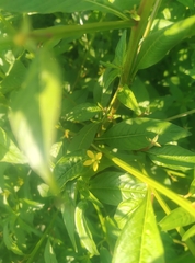 Ludwigia hyssopifolia