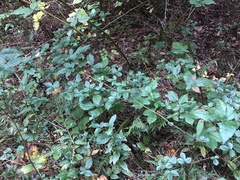 Rubus beamanii