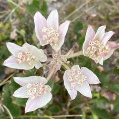 Xanthosia rotundifolia