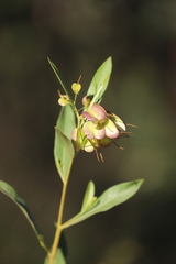 Dodonaea lanceolata subsessilifolia