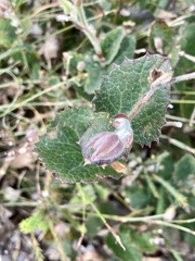 Xanthosia rotundifolia