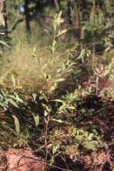 Dodonaea lanceolata subsessilifolia