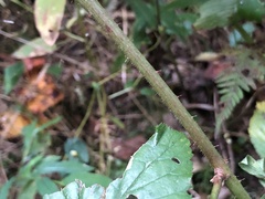 Rubus beamanii