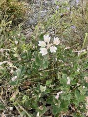 Xanthosia rotundifolia
