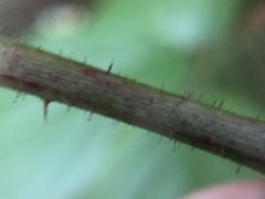 Rubus beamanii