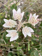 Xanthosia rotundifolia