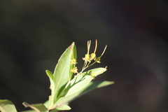 Dodonaea lanceolata subsessilifolia