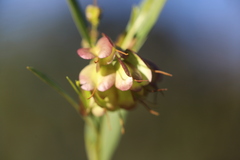 Dodonaea lanceolata subsessilifolia