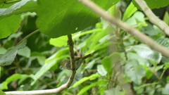 Chlorospingus flavigularis