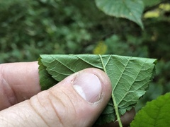 Rubus beamanii