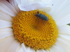 Astylus quadrilineatus