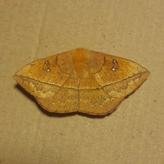 Lonomia obliqua