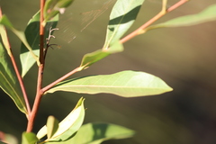 Dodonaea lanceolata subsessilifolia