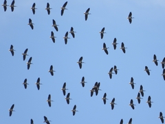 Threskiornis spinicollis